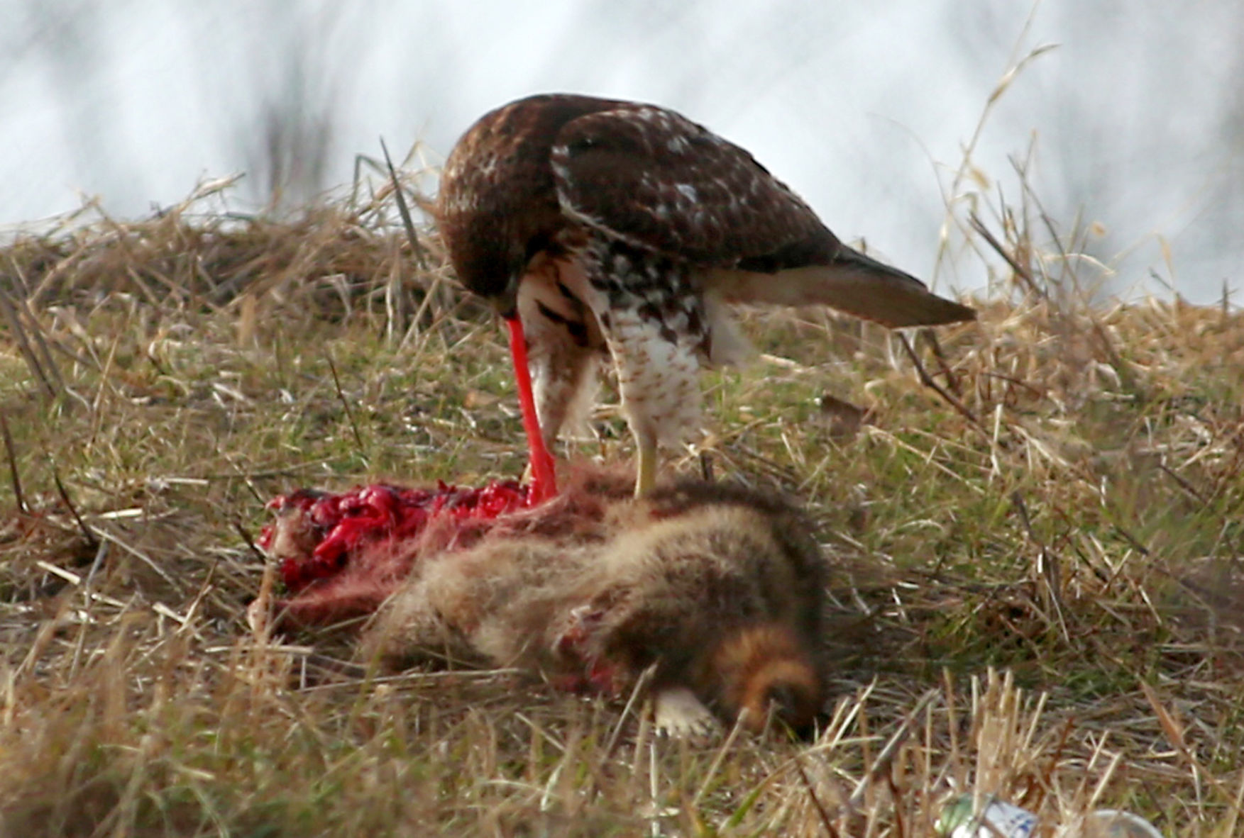 Outtakes: Roadkill